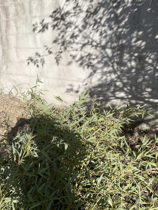 Entretien de jardin dans le Gard